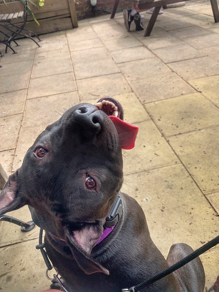 Olk9London's tweet photo. Did someone say 'treat'?! 😋 https://t.co/vnxsQpuftB