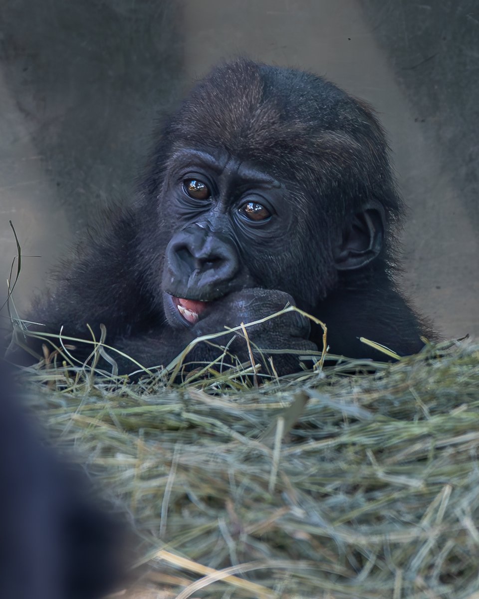 RGPHOTO2's tweet photo. Fort Worth Zoo – Pictures of Bruno, enjoying and discovering all the new things around him. Bruno will be 8 months old tomorrow Thursday July 6 2023. 6/2023
#fortworthzoo #gracie #elmo #gus #bruno #gorilla #gorillas #okczoo #westernlowlandgorillas #richardgregoryphotography https://t.co/hCJqDTCIL3
