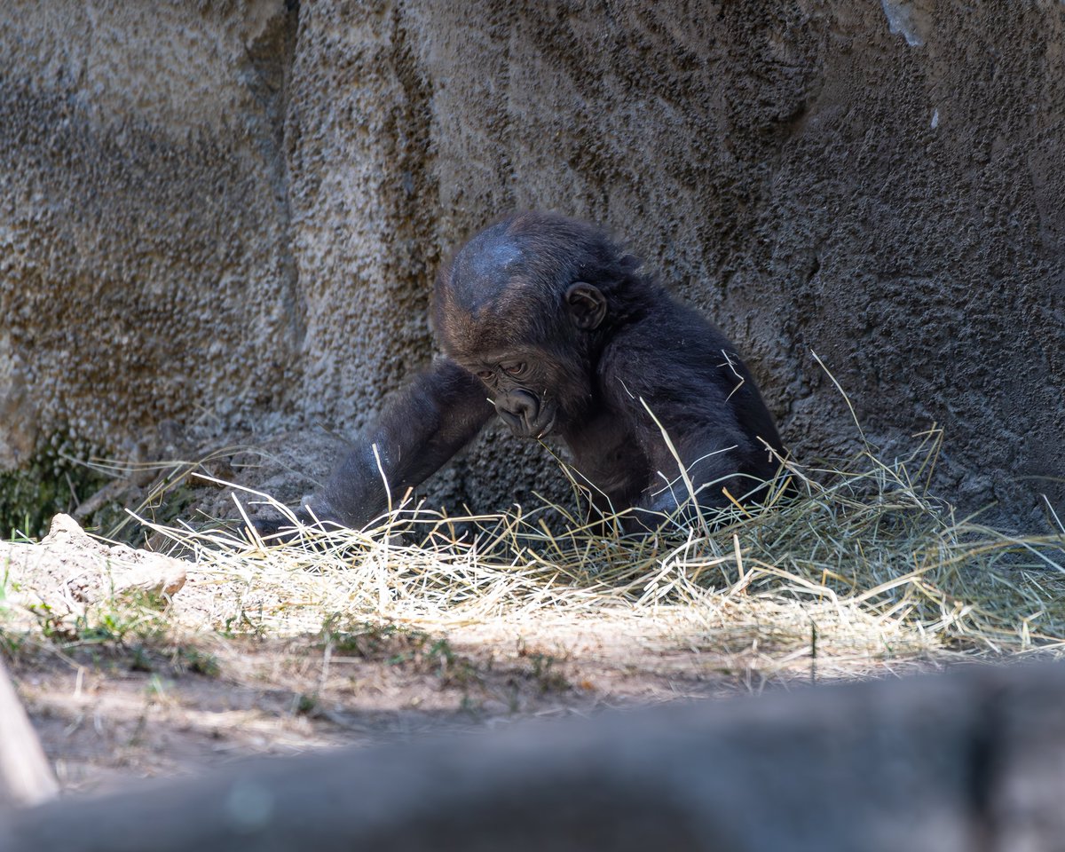 RGPHOTO2's tweet photo. Fort Worth Zoo – Pictures of Bruno, enjoying and discovering all the new things around him. Bruno will be 8 months old tomorrow Thursday July 6 2023. 6/2023
#fortworthzoo #gracie #elmo #gus #bruno #gorilla #gorillas #okczoo #westernlowlandgorillas #richardgregoryphotography https://t.co/hCJqDTCIL3