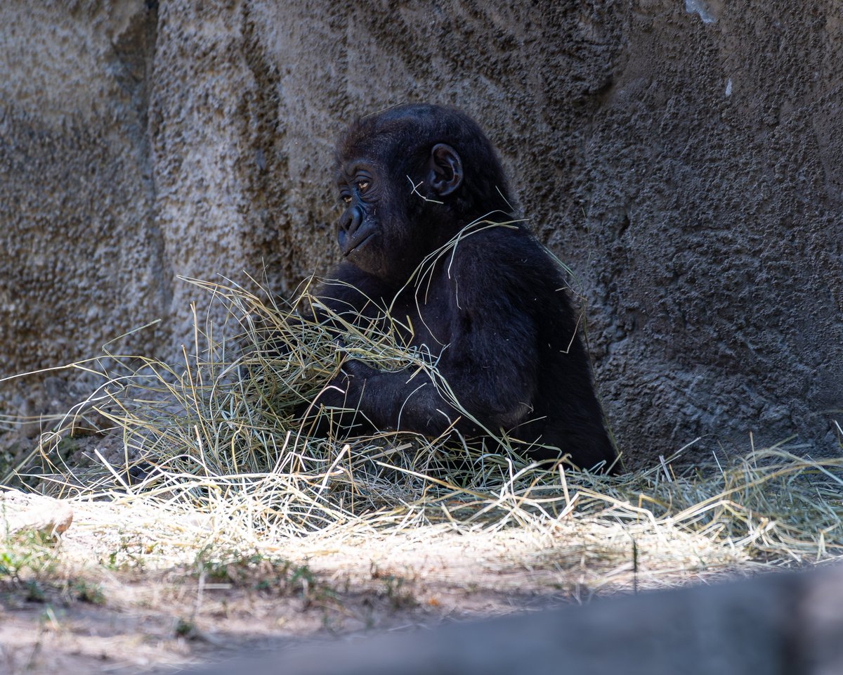 RGPHOTO2's tweet photo. Fort Worth Zoo – Pictures of Bruno, enjoying and discovering all the new things around him. Bruno will be 8 months old tomorrow Thursday July 6 2023. 6/2023
#fortworthzoo #gracie #elmo #gus #bruno #gorilla #gorillas #okczoo #westernlowlandgorillas #richardgregoryphotography https://t.co/hCJqDTCIL3