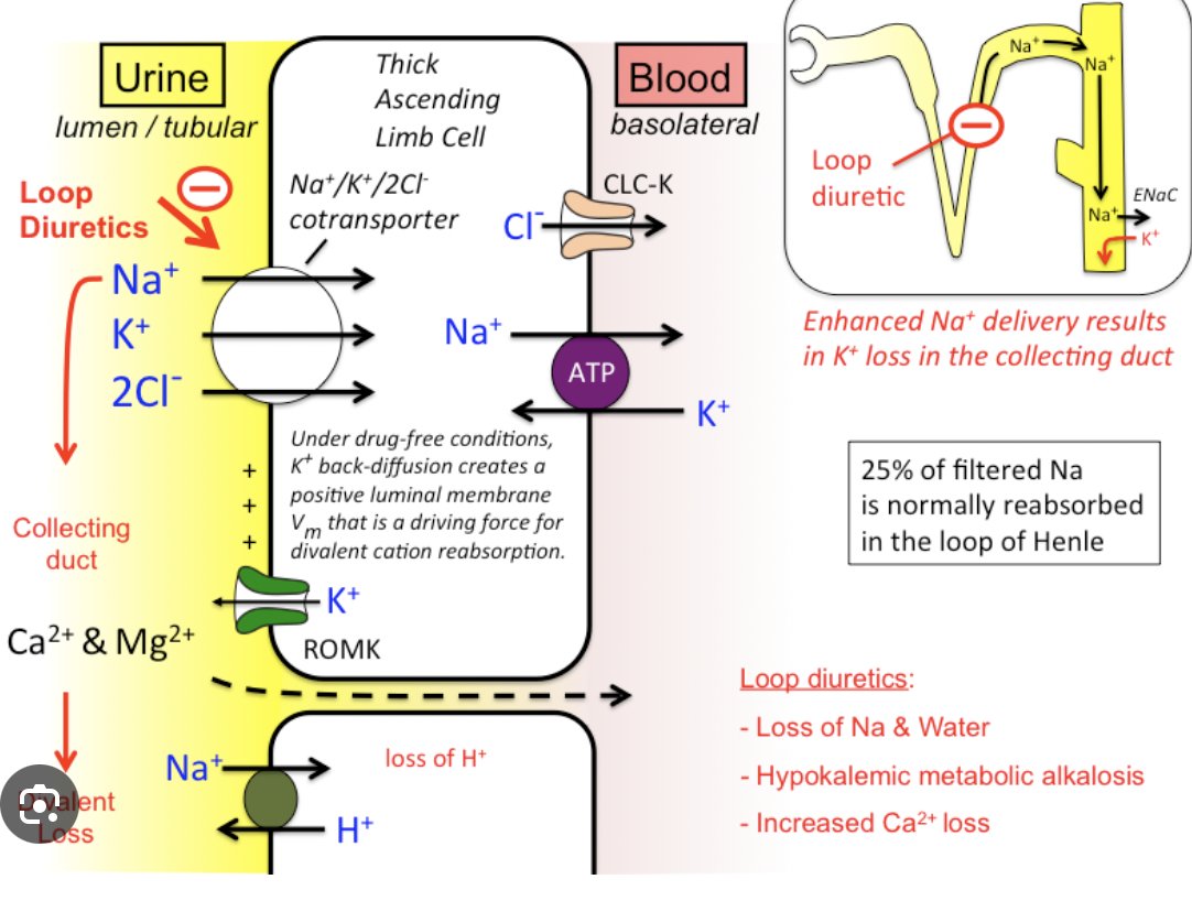 Intern Boot camp: Loop diuretics! Furosemide PO x 2= IV 2:1 [40 mg PO = 20 mg IV] Torsemide PO = IV Bumetanide PO = IV Furosemide IV = Torsemide IV 1:1 [20 mg furosemide = 20 mg torsemide] Furosemide IV x 20= Bumetanide IV 20:1 [20 mg furosemide IV = 1 mg Bumetanide IV]