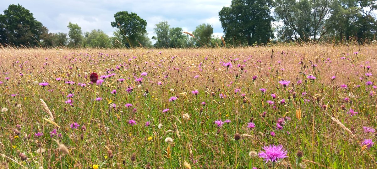 Clattinger Farm looking its finest today. Probably the best floodplain meadows in the country <a href="/WiltsWildlife/">Wilts Wildlife Trust</a> <a href="/Floodplainmead/">Floodplain Meadows Partnership</a>