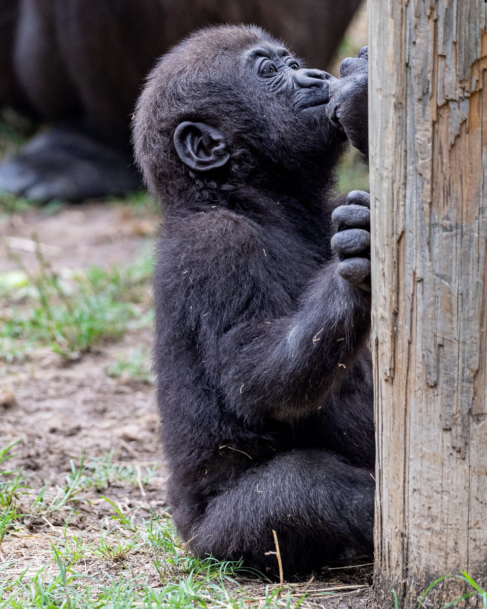 RGPHOTO2's tweet photo. Fort Worth Zoo – Pictures of Bruno, enjoying and discovering all the new things around him. Bruno will be 8 months old tomorrow Thursday July 6 2023. (Part 2)  6/2023
#fortworthzoo #gracie #elmo #gus #bruno #gorilla #gorillas #okczoo #westernlowlandgorillas #rgphoto https://t.co/27UIJ0U8sb