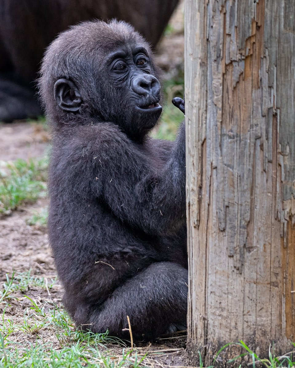 RGPHOTO2's tweet photo. Fort Worth Zoo – Pictures of Bruno, enjoying and discovering all the new things around him. Bruno will be 8 months old tomorrow Thursday July 6 2023. (Part 2)  6/2023
#fortworthzoo #gracie #elmo #gus #bruno #gorilla #gorillas #okczoo #westernlowlandgorillas #rgphoto https://t.co/27UIJ0U8sb