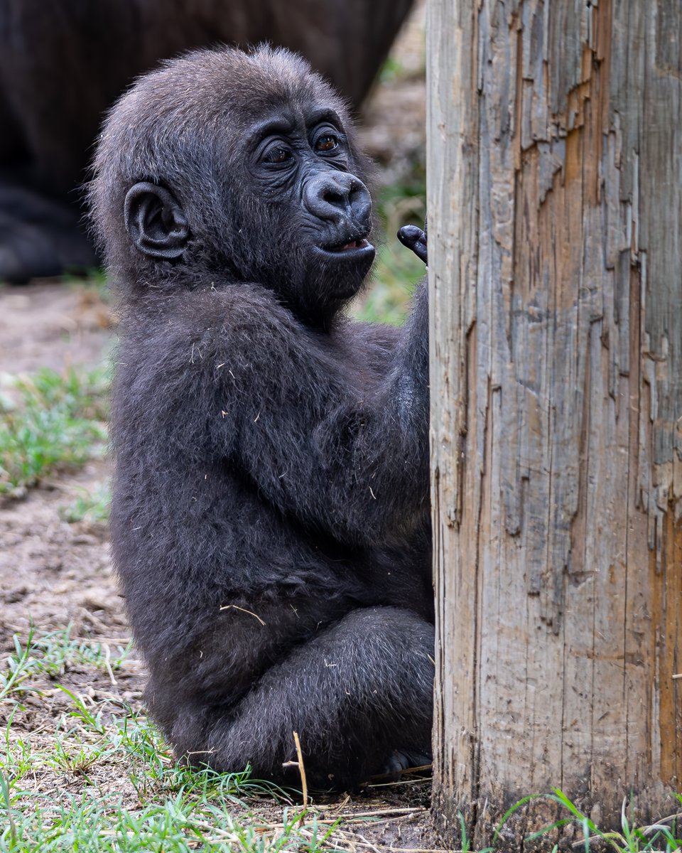 RGPHOTO2's tweet photo. Fort Worth Zoo – Pictures of Bruno, enjoying and discovering all the new things around him. Bruno will be 8 months old tomorrow Thursday July 6 2023. (Part 2)  6/2023
#fortworthzoo #gracie #elmo #gus #bruno #gorilla #gorillas #okczoo #westernlowlandgorillas #rgphoto https://t.co/27UIJ0U8sb