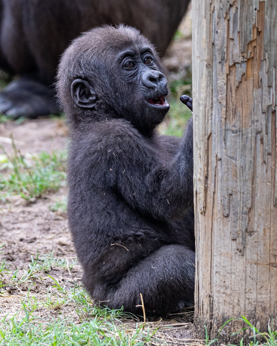 RGPHOTO2's tweet photo. Fort Worth Zoo – Pictures of Bruno, enjoying and discovering all the new things around him. Bruno will be 8 months old tomorrow Thursday July 6 2023. (Part 2)  6/2023
#fortworthzoo #gracie #elmo #gus #bruno #gorilla #gorillas #okczoo #westernlowlandgorillas #rgphoto https://t.co/27UIJ0U8sb