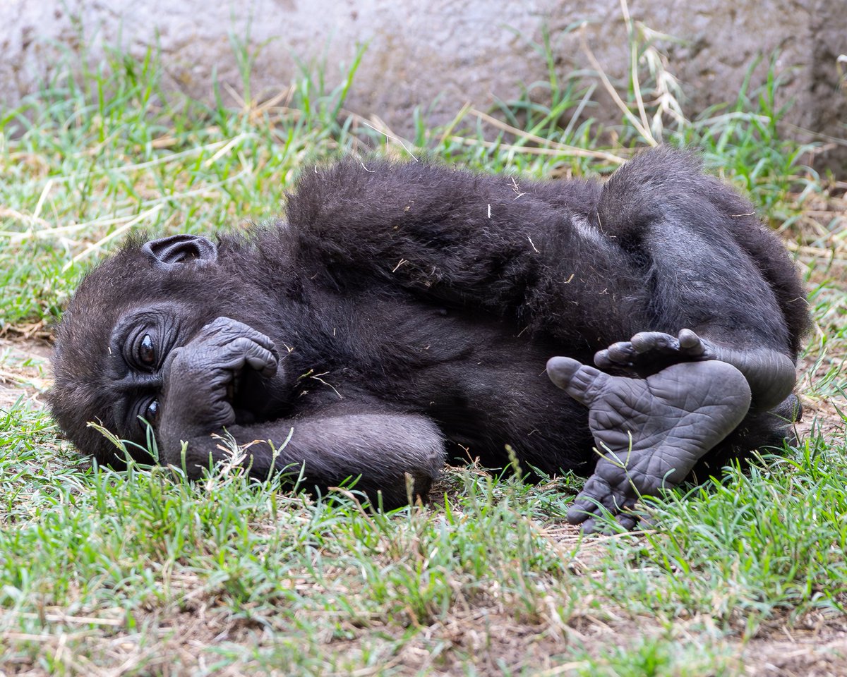 RGPHOTO2's tweet photo. Fort Worth Zoo – Pictures of Bruno, enjoying and discovering all the new things around him. Bruno will be 8 months old tomorrow Thursday July 6 2023. (Part 2)  6/2023
#fortworthzoo #gracie #elmo #gus #bruno #gorilla #gorillas #okczoo #westernlowlandgorillas https://t.co/6GqK524UG2