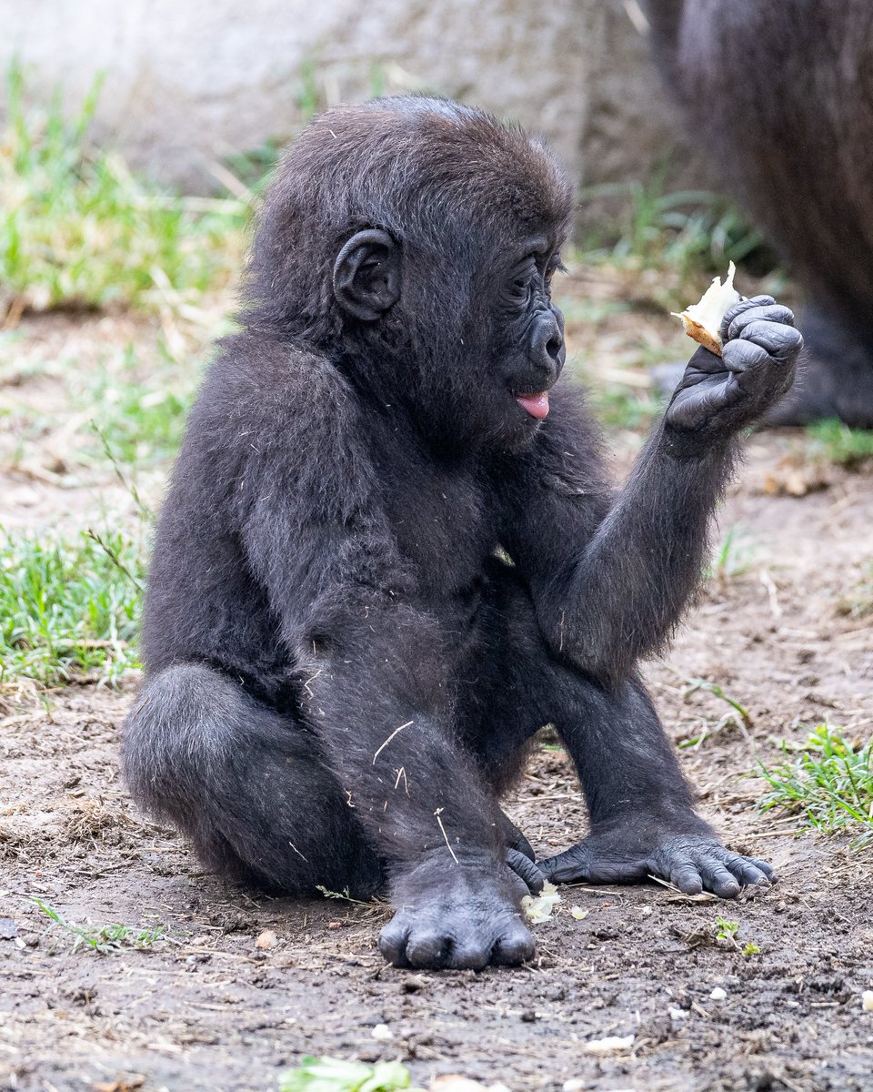 RGPHOTO2's tweet photo. Fort Worth Zoo – Pictures of Bruno, enjoying and discovering all the new things around him. Bruno will be 8 months old tomorrow Thursday July 6 2023. (Part 2)  6/2023
#fortworthzoo #gracie #elmo #gus #bruno #gorilla #gorillas #okczoo #westernlowlandgorillas https://t.co/6GqK524UG2