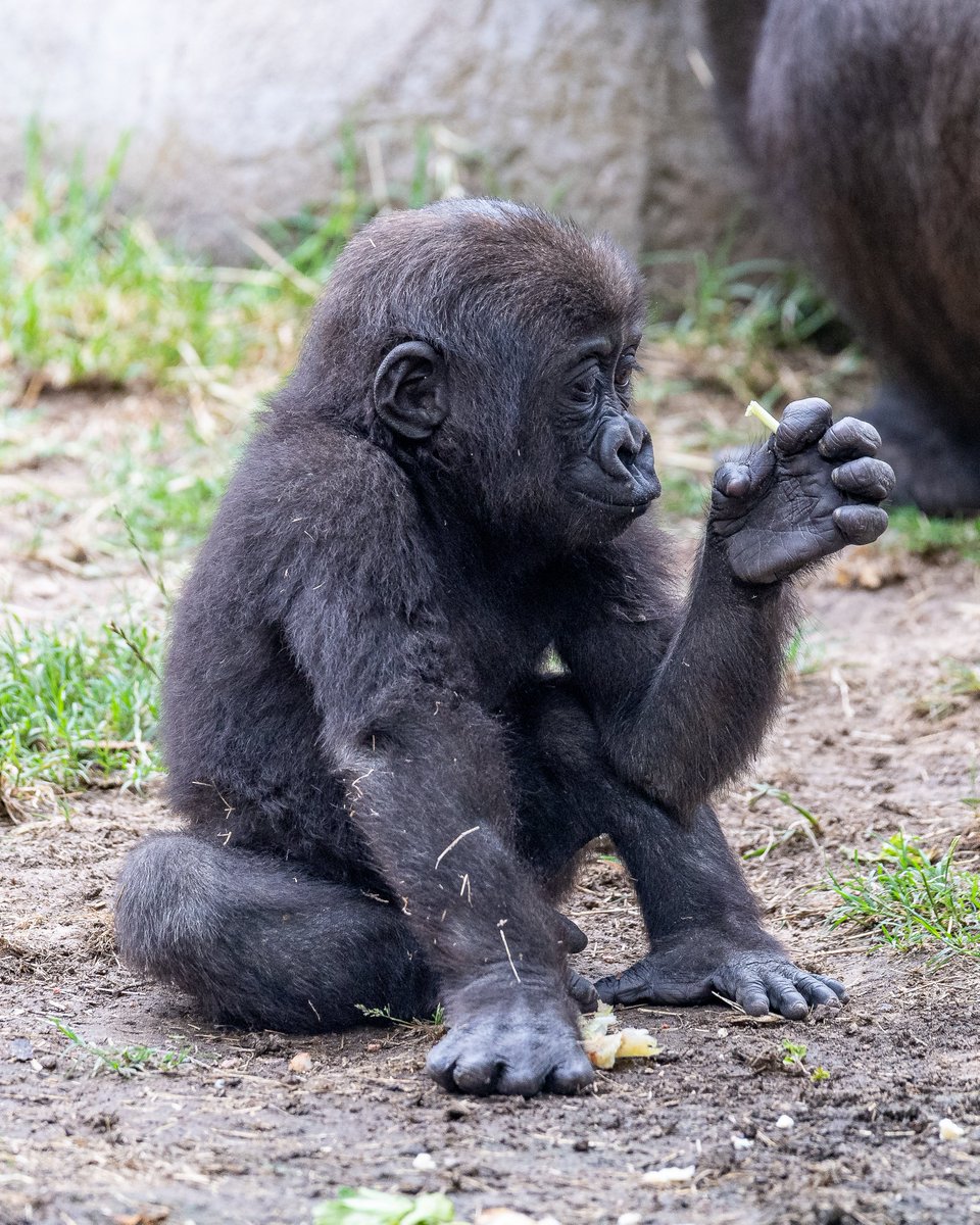RGPHOTO2's tweet photo. Fort Worth Zoo – Pictures of Bruno, enjoying and discovering all the new things around him. Bruno will be 8 months old tomorrow Thursday July 6 2023. (Part 2)  6/2023
#fortworthzoo #gracie #elmo #gus #bruno #gorilla #gorillas #okczoo #westernlowlandgorillas https://t.co/6GqK524UG2