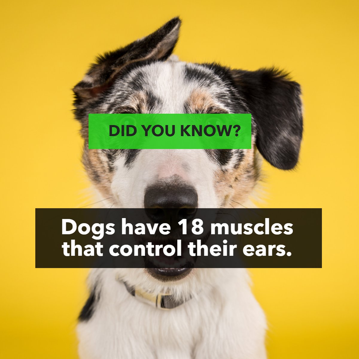 With all those muscles, is there an ear training day? 💪 😂

#funfacts      #dogfact      #dogfacts      #dogfactsoflife