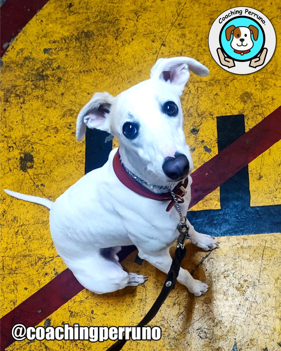 coachingperruno's tweet photo. Ojos de media semana 
#perros #dogs #mascotas #petsoftheday #petstagram #dogstagram #coachingperruno #funnypets #pets #ilovedogs🐶 #petslovers #funnydogs #dogslovers  #dogtrainer #galgo https://t.co/T2PGcg6z30