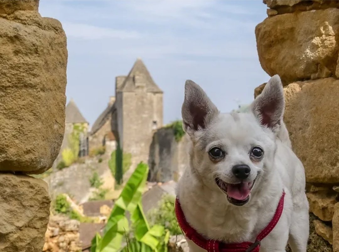 CharentePrigord's tweet photo. Découvrez notre nouvel article, sur l'incroyable Château de Salignac, la baronnie oubliée du Périgord.

👉 https://t.co/AkWQiaU2Oa

@dordogneperigor @PPerigordNoir @CHistoire @secretshistoire @PatrimoineRural #histoire #chateau #Castle #photography #Patrimoine #summer2023 https://t.co/K54eafVKUO