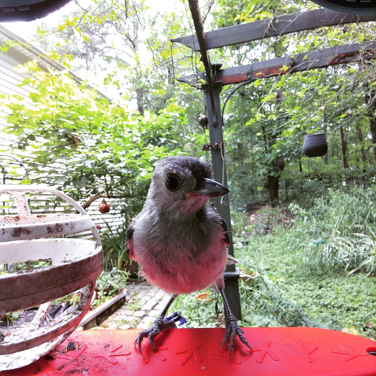UrsulaV's tweet photo. Ma’am. Ma’am, you are OUT OF SUET. Ma’am!

(Tufted titmouse, using the birdbuddy cam) https://t.co/1InQmrZ87t
