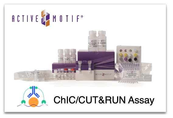 activemotif's tweet photo. NEW! ChIC/CUT&RUN Assay Kit - affordable, complete & optimized workflow from your Epigenetics Solutions resource, Active Motif.
➡️See the data and learn how this method compares to CUT&Tag and ChIP-Seq: https://t.co/bc1BYtc3tk
#epigenetics #CUTnRUN #Genomics #proteomics https://t.co/qPVJLV1owc