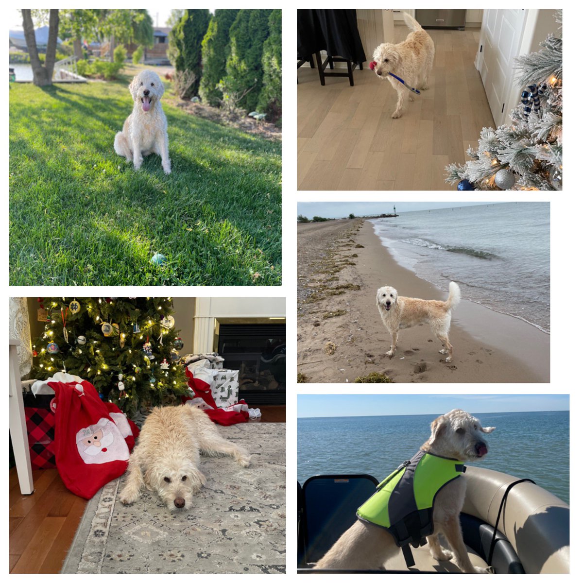 james_dannemann's tweet image. Very sad day… our best boy Joey crossed the rainbow bridge today. These are just a few of his favourite things. Friday was to be his 10th bday. He is forever loved #jobee 💔❤️