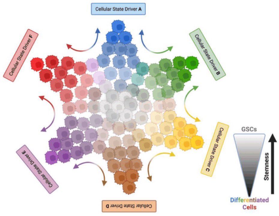 LurieCancer's tweet photo. Review from @LeonidasPlatan1 and Frank Eckerdt, PhD, @LurieCancer discusses new insights in #glioma stem cell biology, including novel approaches that target GSCs in the age of immune-based strategies: https://t.co/ENu1wAeOuJ via @Cancers_MDPI #glioblastoma #btsm https://t.co/JC9JI8LjRP