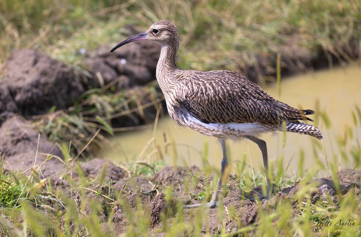 Fabulous morning watching Curlew chicks at @elmleyNNR. They’ve been reared in captivity and will be released soon to boost numbers of this beautiful bird under threat. Watch my piece on <a href="/bbcsoutheast/">BBC South East</a> or read it here.. bbc.co.uk/news/articles/…