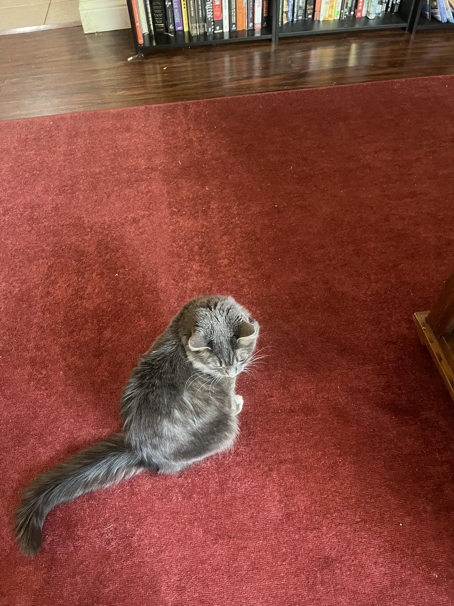 justemmanicole's tweet photo. “Mom, I just love taking pictures of the cats!”
The pictures: https://t.co/TEyDmAD0UE