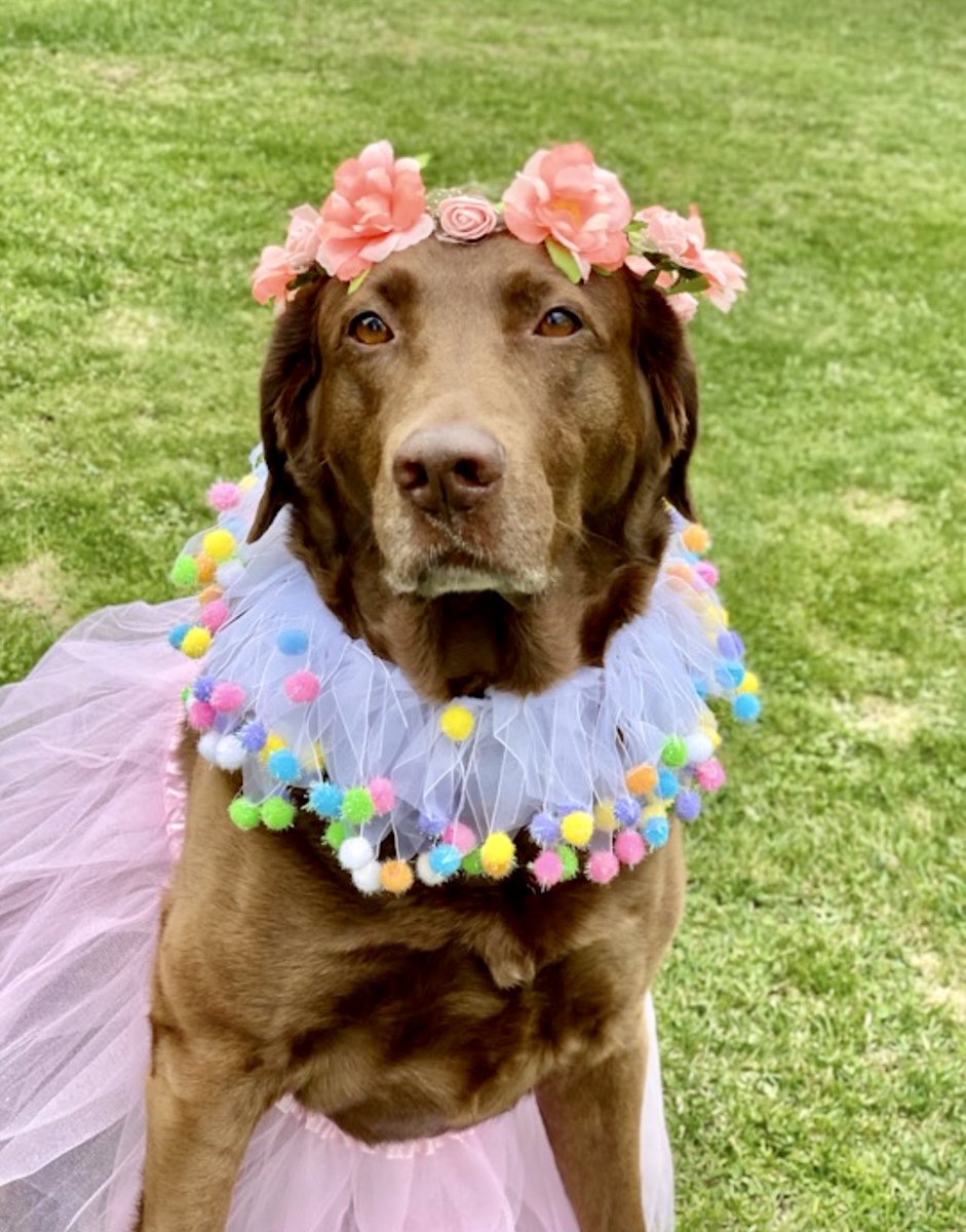 Jackson & Willow tweet media