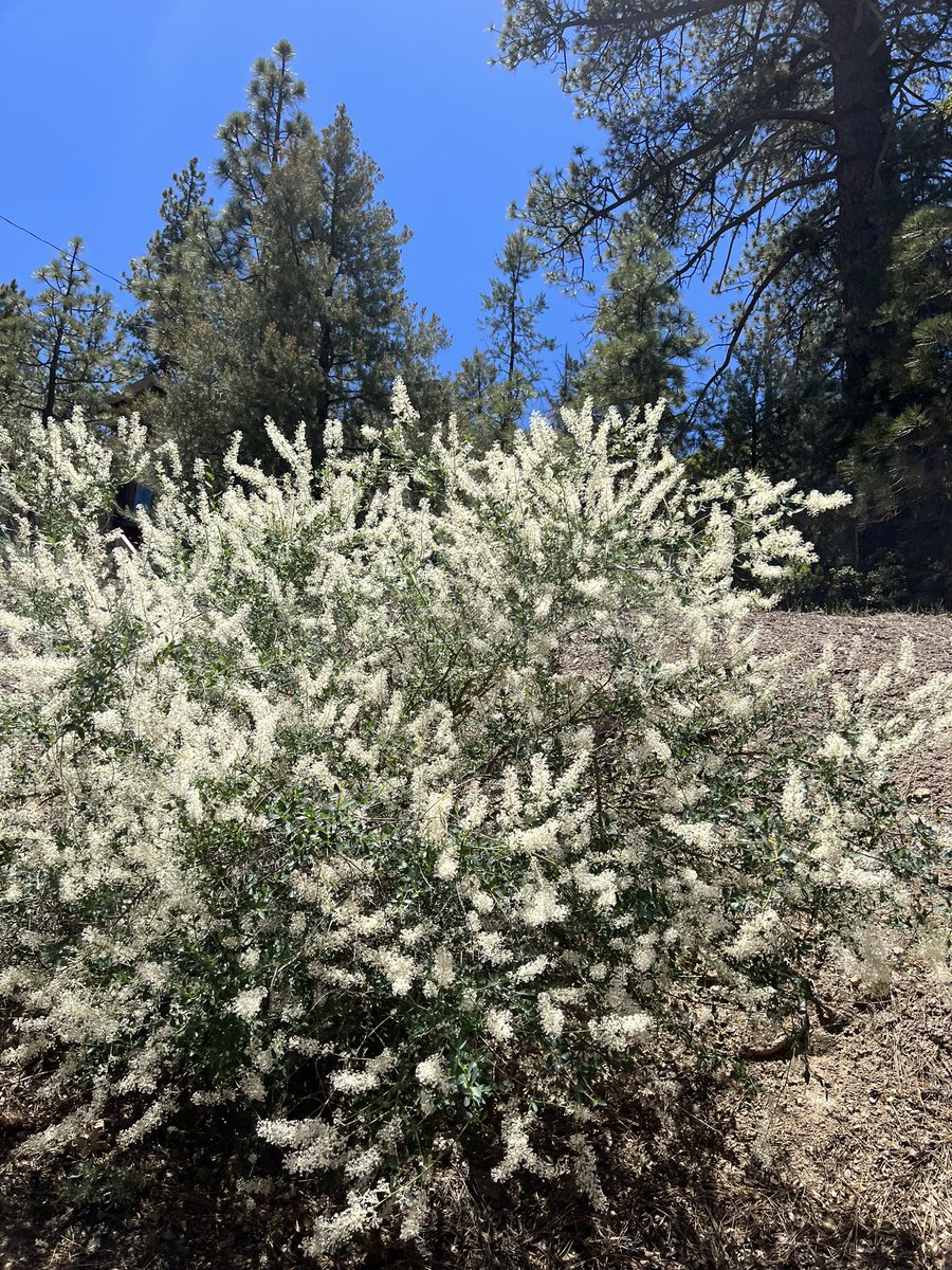 HoneyGirlGrows's tweet photo. Only fireworks we need: summer bursts of garden color #NativePlants. White Ceanothus (1st pic). Flannel Bush was all a hum &amp; had a different bug in every cup. Wolly Star, a gorgeous ground cover. Love the pink buckwheat too (last). #NativeBee #Pollinator #GardeningTwitter #Zone10 https://t.co/NbRyv60M94