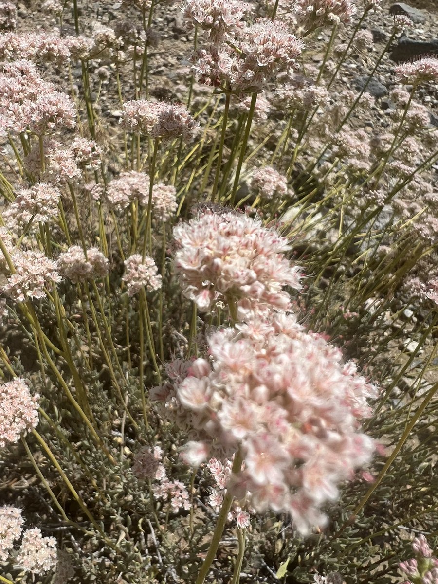 HoneyGirlGrows's tweet photo. Only fireworks we need: summer bursts of garden color #NativePlants. White Ceanothus (1st pic). Flannel Bush was all a hum &amp; had a different bug in every cup. Wolly Star, a gorgeous ground cover. Love the pink buckwheat too (last). #NativeBee #Pollinator #GardeningTwitter #Zone10 https://t.co/NbRyv60M94