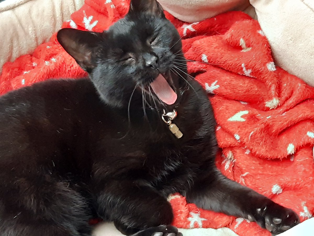 JennTheDuck's tweet photo. Tired and hungry , it's hard being a cat  ( she has since had food and a nap) https://t.co/tKGPBKyEff