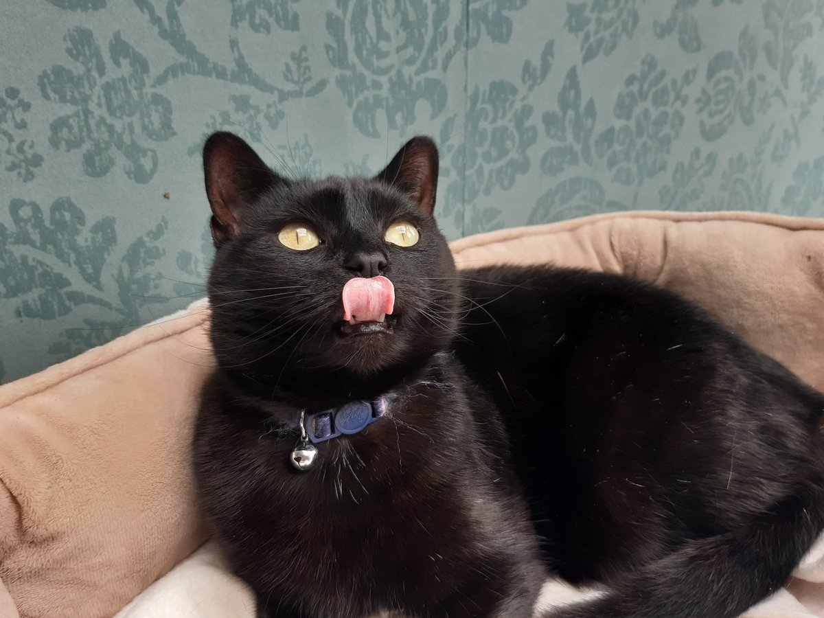 JennTheDuck's tweet photo. Tired and hungry , it's hard being a cat  ( she has since had food and a nap) https://t.co/tKGPBKyEff