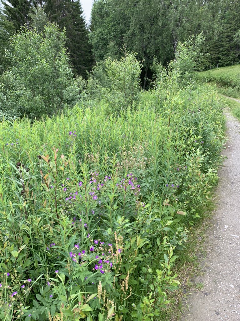 Dee Ward tweet media