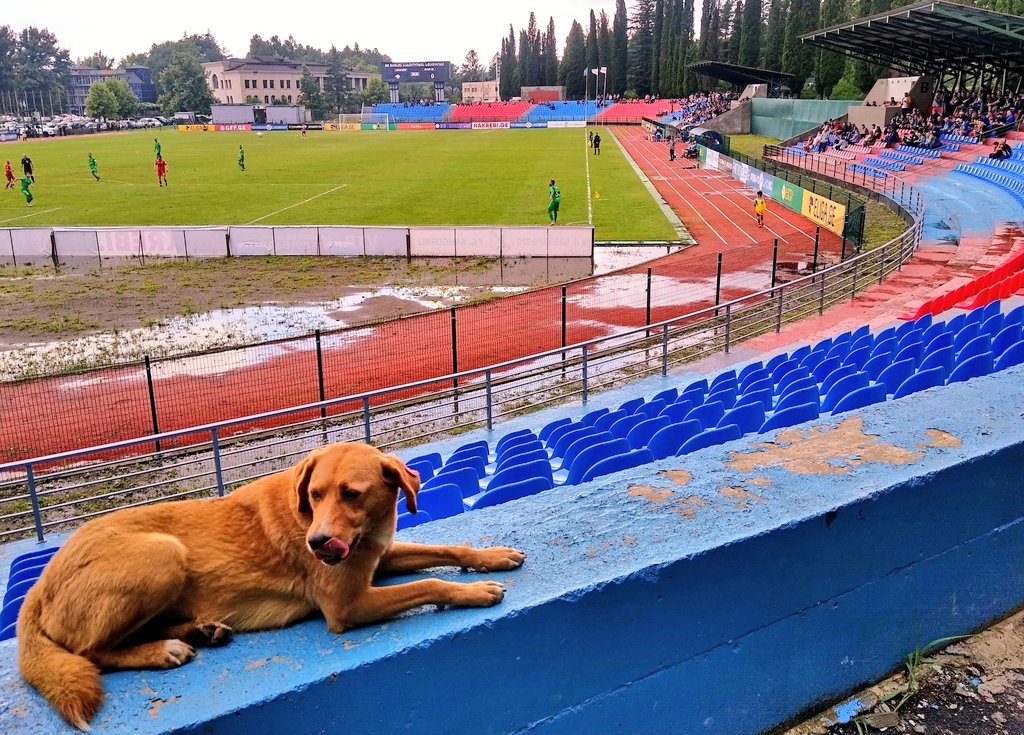 sportplatzhunde's tweet photo. So lange die #U21Euro noch läuft, sind hier #Georgien-Wochen 🇬🇪. @ZTavka hat noch einen Wuffi bei FC #Samgurali - Locomotive #Tbilissi entdeckt. Დიდი მადლობა. 👍 https://t.co/ZEDkV4RDbj