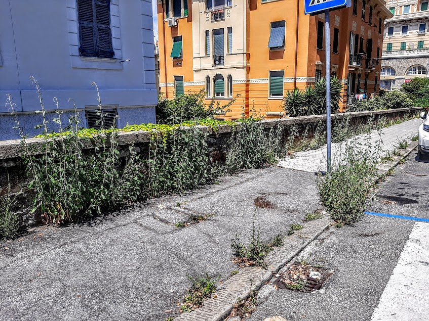 angelino411's tweet photo. Marciapiede di via F. Pozzo, luglio 2023... #genovameravigliosa con gli #UntidelSignore !!! #genova #Genoa #genovamorethanthis #degrado #arredourbano #Levante #Albaro #2023 #sapevatelo https://t.co/QF3VgPlM9V