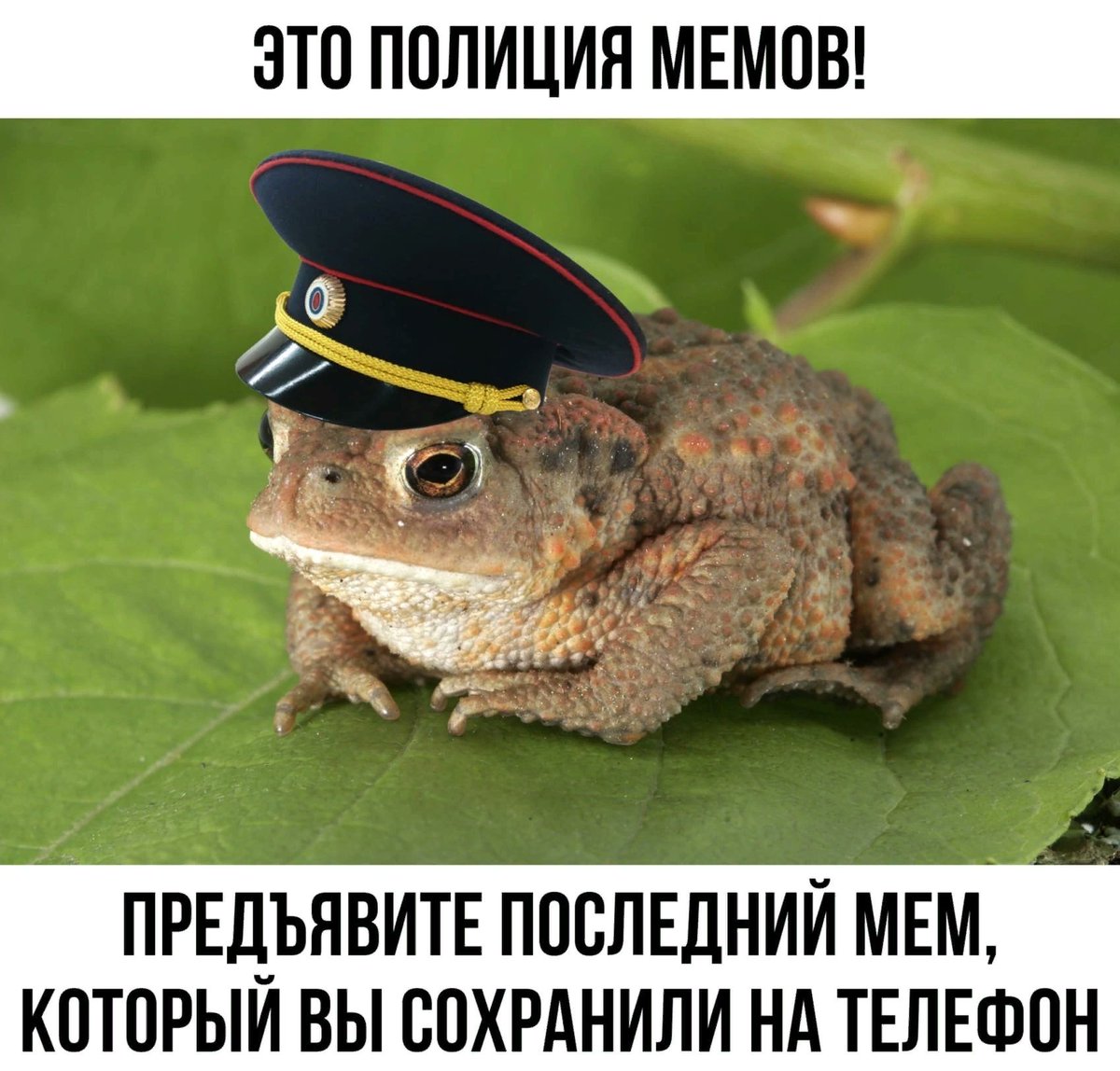 Дантес tweet media