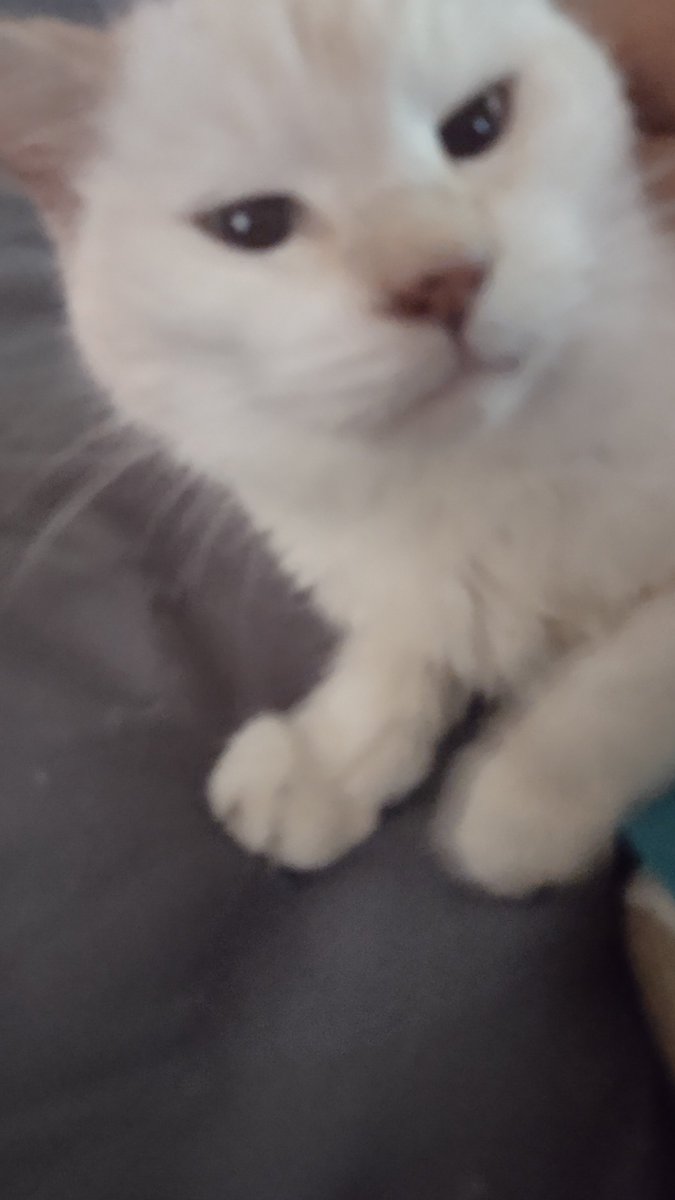 KittyTweets's tweet photo. @DHB_NFT Hayz! Hai! Henlo! #Headbutts #Nuzzles #Nudges #Boops #CatsOfTwitter โฅ๏ธ๐พโฅ๏ธ๐พโฅ๏ธ https://t.co/bCIlcv4fmR
