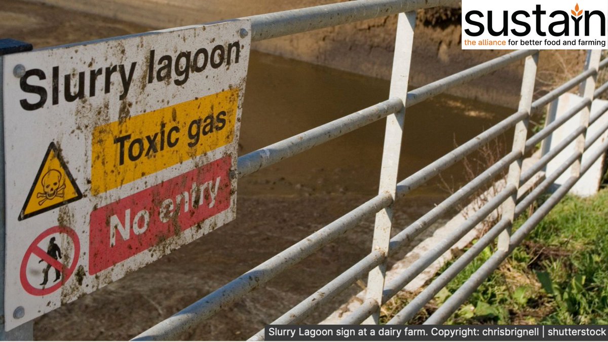 "Over 100 busloads of toxic poo are produced by factory farms in the UK every hour. With soils saturated, this ends up washing into rivers, suffocating wildlife"

Analysis from <a href="/UKSustain/">Sustain</a> has revealed the horrific volume of💩produced by industrial farms 👉 bit.ly/3XGXb9K