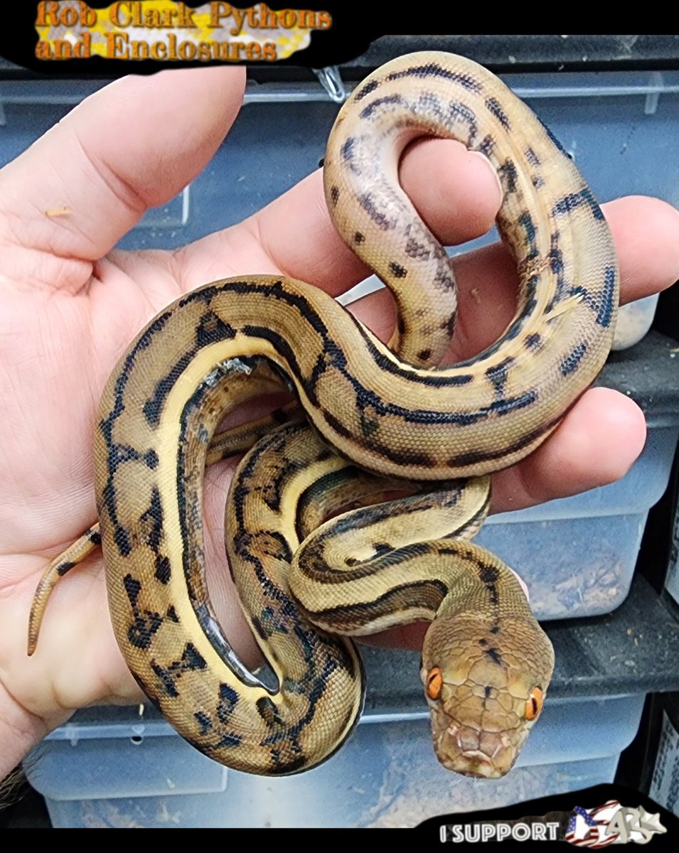 RobClarkPythons's tweet photo. Very funky 2023 Genetic Stripe Retic poss het Albino

Rob Clark Pythons 
Expect BIG Things 
Wilmington NC 

https://t.co/07hoiSro4R 

#shipyourreptiles #morphmarket #retics #pythons #snakes #usark #geneticstripe https://t.co/yTJAfIRdH2
