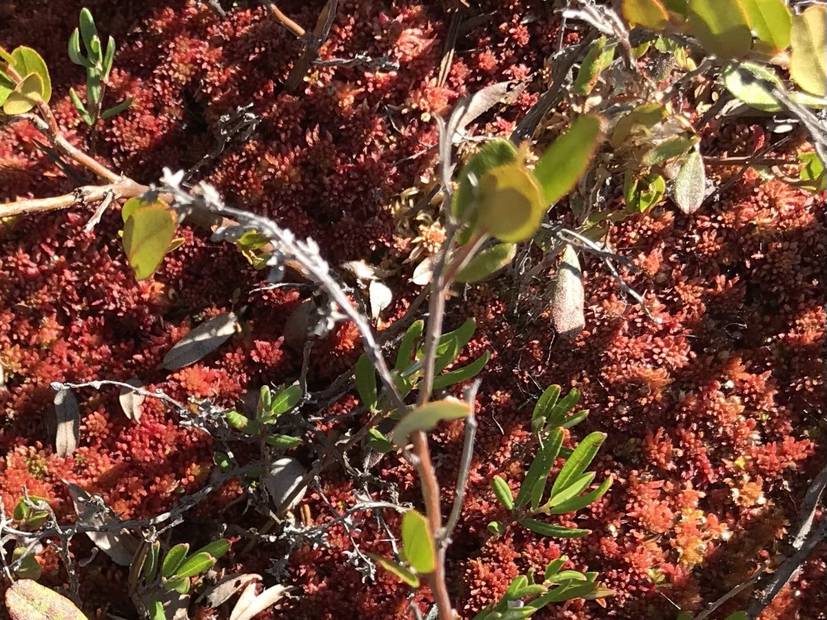 queenofpeat's tweet photo. Sphagnum moss is beautiful. Sphagnum is an efficient carbon hoarder. Did you know that Sphagnum also is extremely resistant to burning?  More Sphagnum, less severe 🔥. https://t.co/JbUSrSEM7D