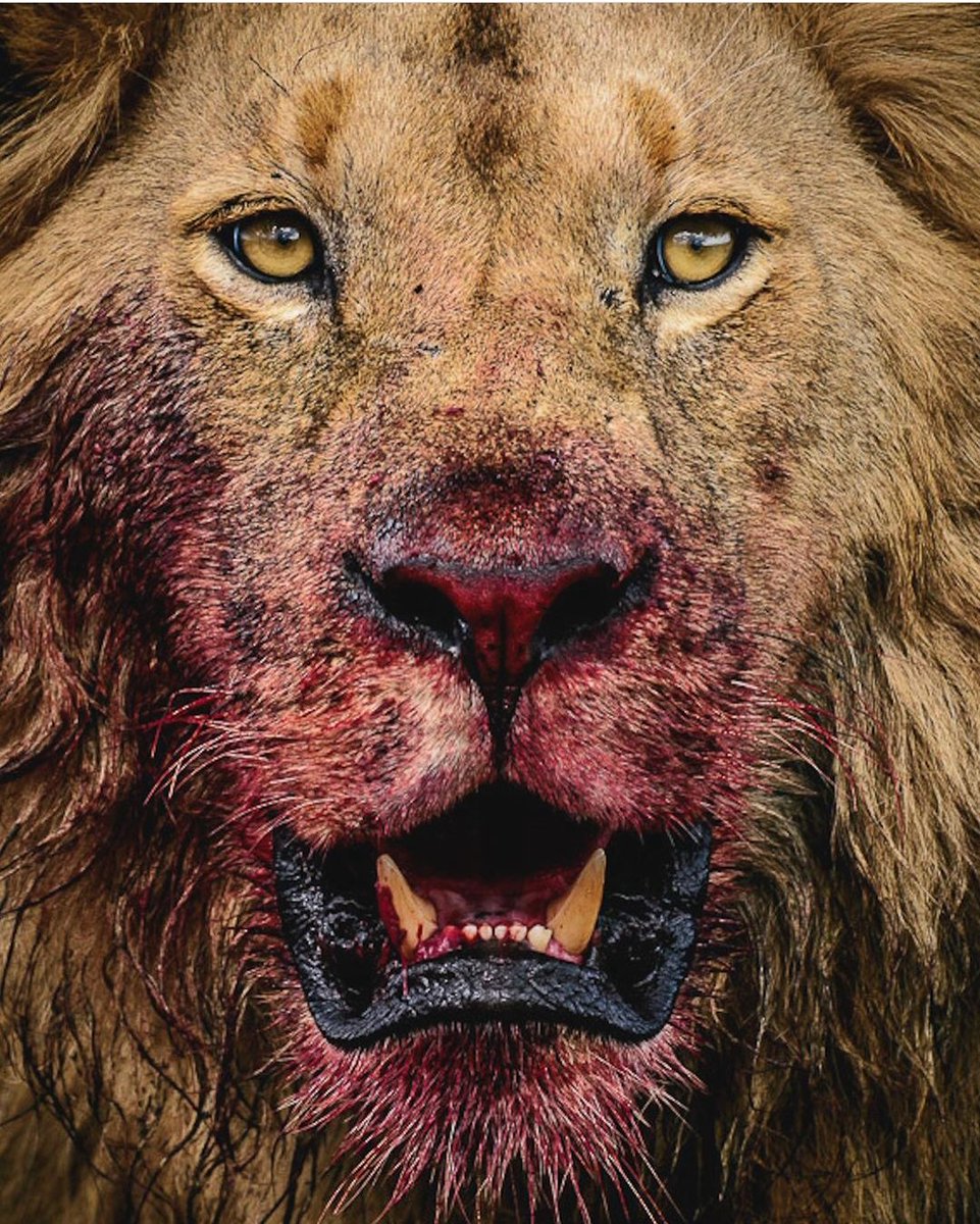 BigBootyJudy814's tweet image. When my kewchie is bleeding a little