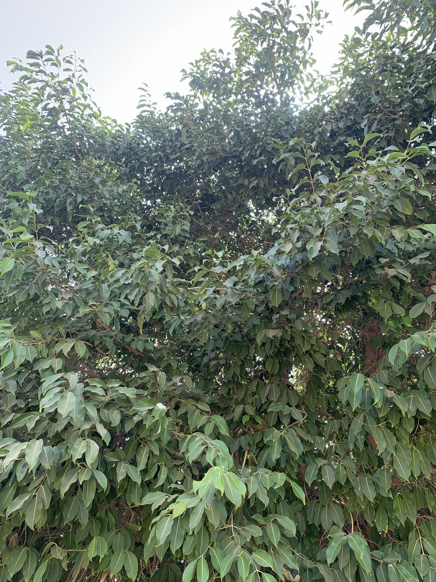 basileniane's tweet photo. Une question aux connaisseurs de ma TL ! Comment appelle-t-on ce fruit en français  ou Wolof ? #help #Senegal #Afrique https://t.co/2qbSMiZOFe
