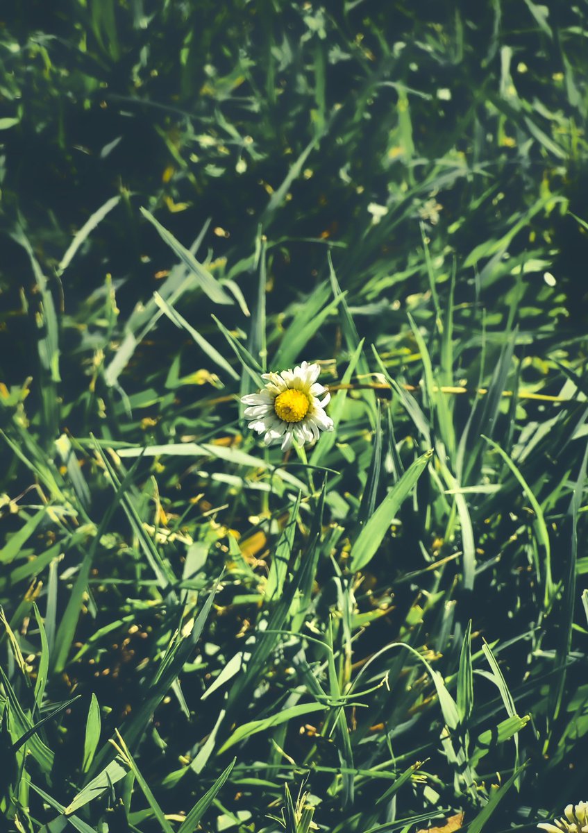 andtwiter1's tweet photo. #plantearth #streetphotography 
#flower #green #NaturePhotograhpy
#wildphotography https://t.co/K3P98u77Wt