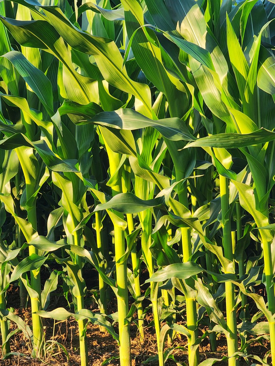 AlienEnergy 111 👽 ✨🔮Daveeda ♎️🎨📸 tweet media