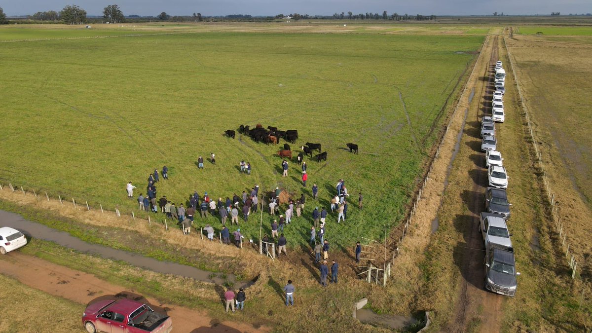 JoseATerra1's tweet photo. Día de Campo, Unidad Producción Arroz-Ganadería. Discusión entre actores productivos, asesores técnicos e investigadores de situaciones de engorde y recría ovina y vacuna sobre Pasturas en rastrojos de arroz y verdeos sobre preparación de verano y soja en rotación. De yapa 25mm https://t.co/OWYsEBpcf0