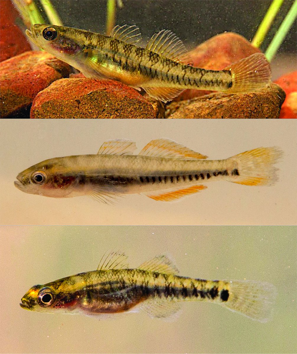 FishInTheNews's tweet photo. #NewSpeciesAlert - Researchers revise the carp #gudgeons of Western Australia, describing three new species, #π»π¦ππ πππππ‘πππ πππππππ, π». π€π’πππ’π€πππ, & π». πππππ€π’ππππππ. #Kimberleyeleotris #Eleotridae
π https://t.co/ayTf4bUWc6 https://t.co/zYxv1Zlphq