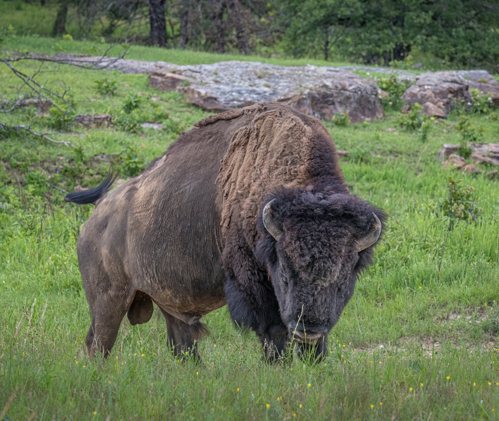 WoolarocMuseum's tweet photo. Some awesome shots of one of our beautiful herd bulls!
#nationalbisonmonth #wildlifepreserve #bisonbull #toughguy
📷️s by Janis Blanton https://t.co/TM6sii9aBt