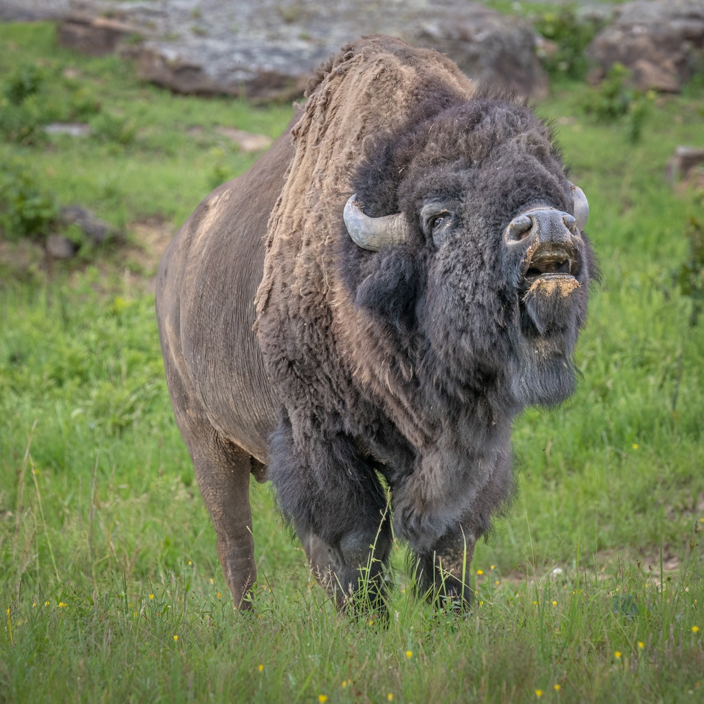 WoolarocMuseum's tweet photo. Some awesome shots of one of our beautiful herd bulls!
#nationalbisonmonth #wildlifepreserve #bisonbull #toughguy
📷️s by Janis Blanton https://t.co/TM6sii9aBt