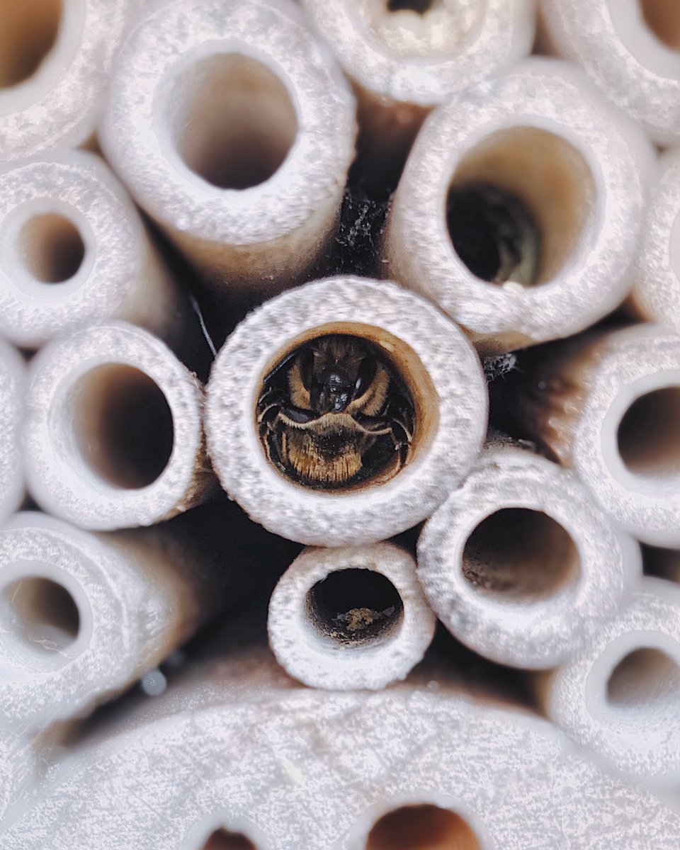 Little Miss Leafcutter has just started preparing her third nest tube 🥰  

#SolitaryBeeWeek 🐝