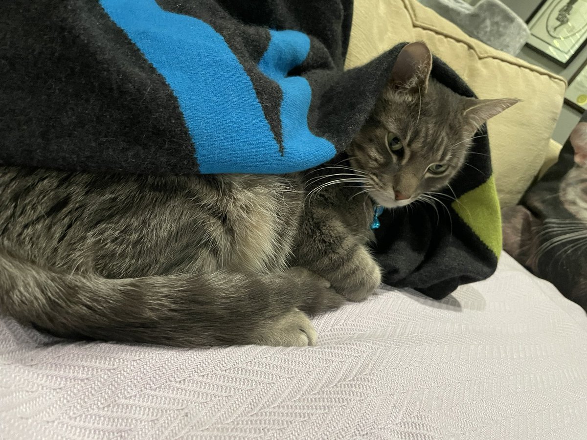 ClariceFox4's tweet photo. Stage 5: This requires more skill than athleticism. Nevertheless it’s not as easy as one might think. Feline competitors must tuck themselves in a blanket and be asleep within 5 minutes. The Judges are impressed. #conquerthecourse #tourdecouch2023 https://t.co/3OBVCrFQfq