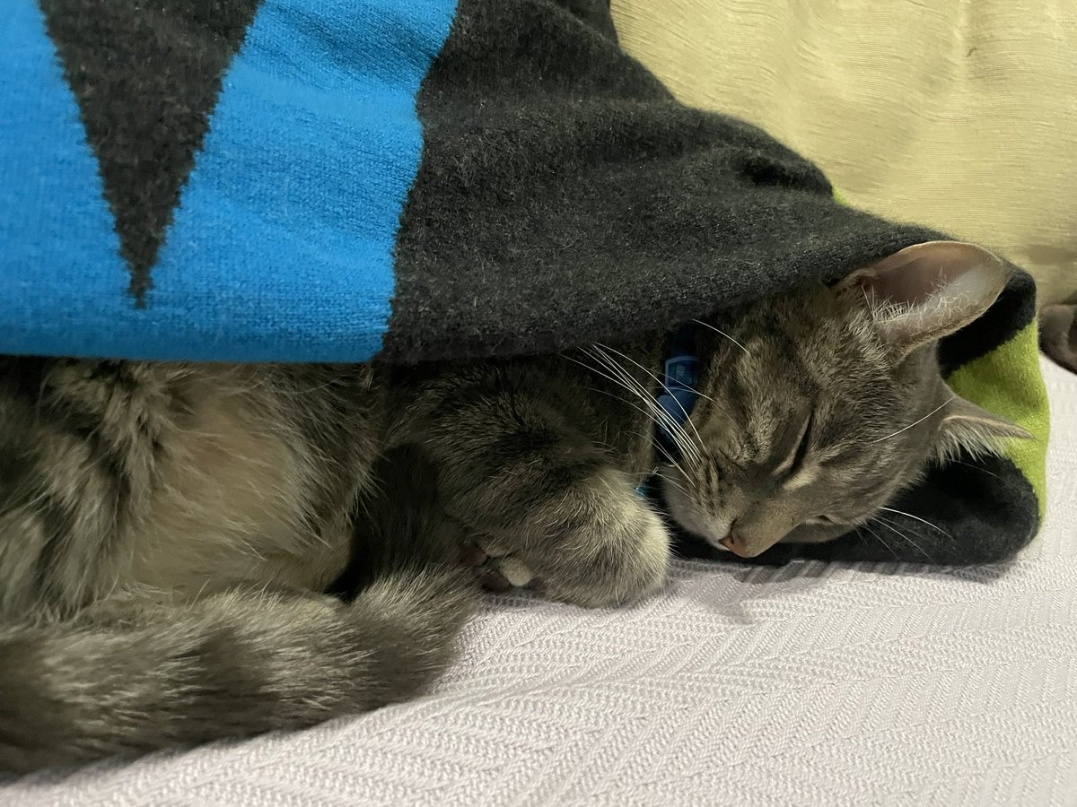 ClariceFox4's tweet photo. Stage 5: This requires more skill than athleticism. Nevertheless it’s not as easy as one might think. Feline competitors must tuck themselves in a blanket and be asleep within 5 minutes. The Judges are impressed. #conquerthecourse #tourdecouch2023 https://t.co/3OBVCrFQfq