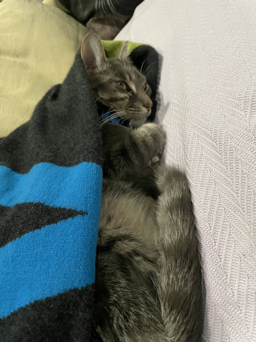 ClariceFox4's tweet photo. Stage 5: This requires more skill than athleticism. Nevertheless it’s not as easy as one might think. Feline competitors must tuck themselves in a blanket and be asleep within 5 minutes. The Judges are impressed. #conquerthecourse #tourdecouch2023 https://t.co/3OBVCrFQfq