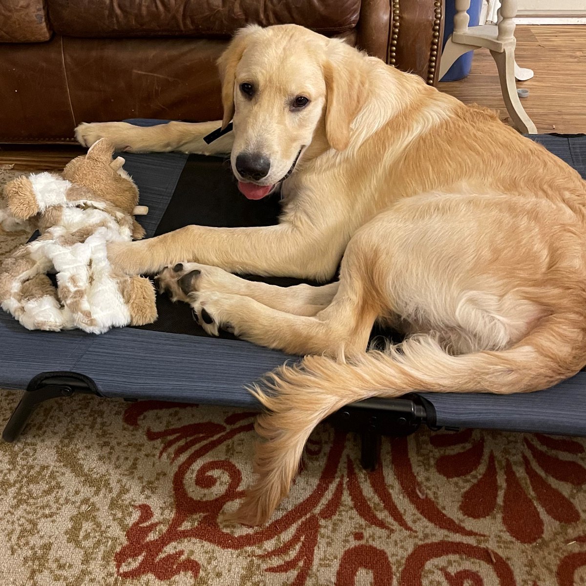DuncanvillePL's tweet photo. Sorry y'all but there will be no (in-person) Storytime this week. Please check out our virtual storytimes at https://t.co/Ioz4Bl5LoR  like this dog or check out some books and have your own. #DuncanvillePL #DuncanvilleTX https://t.co/6ICu2aXM2B