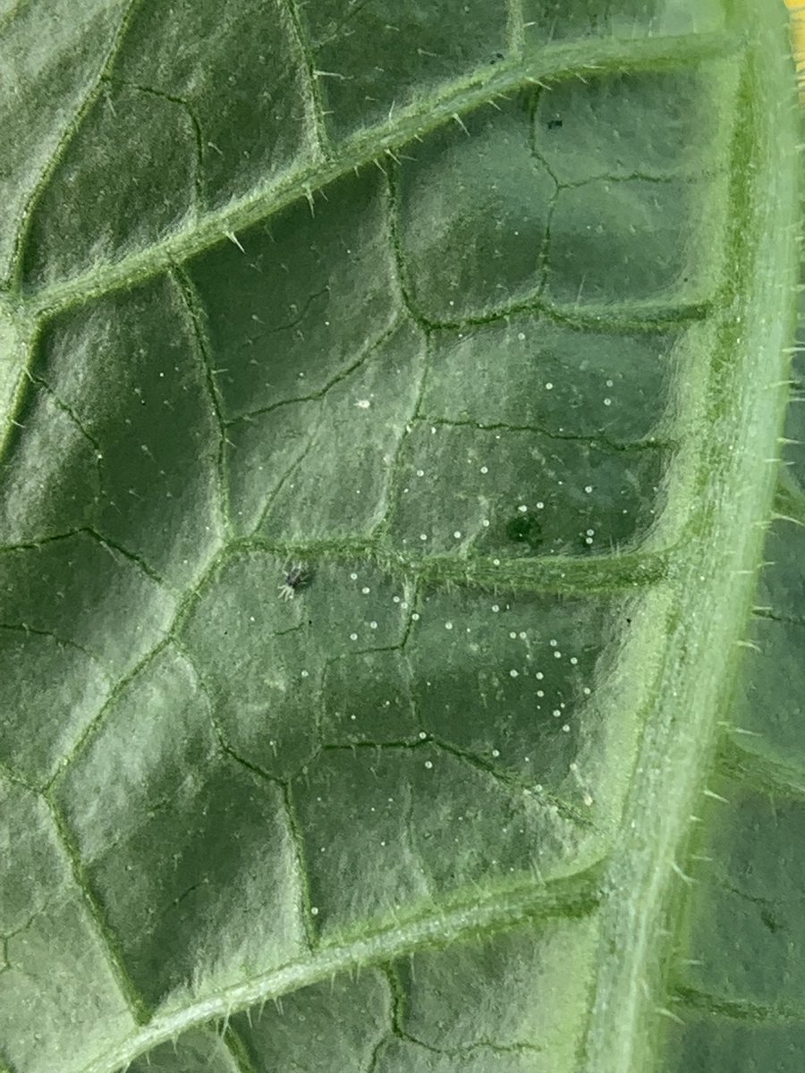 KoppertCa's tweet photo. Did you know spider mites can lay up to 20 eggs per day? Their eggs are spherical and translucent, turning a cream-color before hatching. https://t.co/SdLicKvvbe