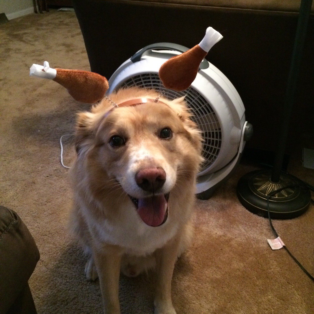 out of context dogs on Twitter: "https://t.co/8ZBwD0opdF" / Twitter